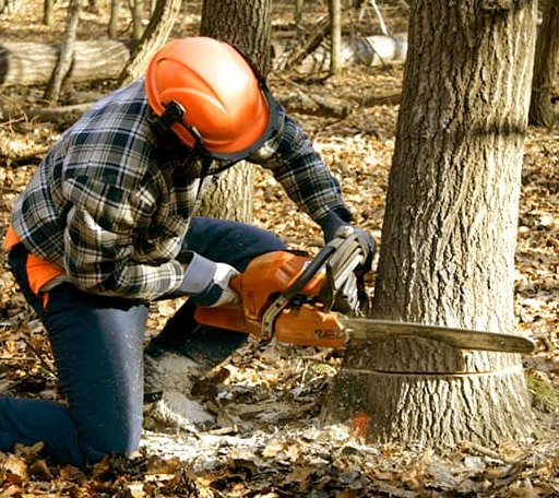 Tree Removal in Tutwiler, MS